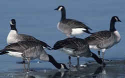 Angsa Kanada Akan Diburu dan Dijadikan Bahan Makanan