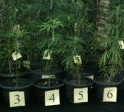 Tanam Ganja di Rumah, Rudi Ngaku untuk Dikonsumsi Sendiri