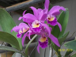 Wisata ke Sentra Bunga Hias Gresik, Cantik!