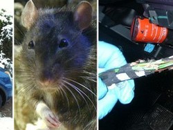 Tikus Memakan Mobil di Inggris