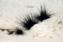 Injak Bulu Babi, Turis Ini Lumpuh Selamanya