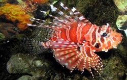 Ikan Beracun Lionfish Kini Jadi Santapan Lezat