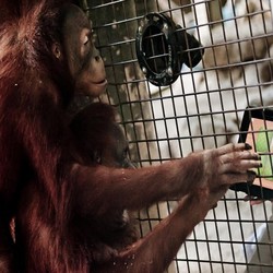 Asah Kemampuan, Orangutan Disodori iPad