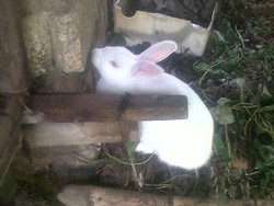 Daging Sapi Mahal, Pemerintah Kembali Dorong Masyarakat Makan Kelinci