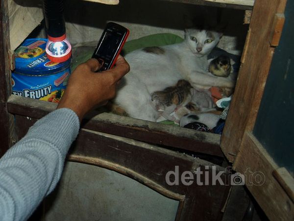 Situbondo Dihebohkan Kucing Lahirkan Ayam