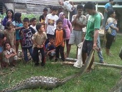 Hii! Ular Phyton Mangsa Anak Sapi di Bone Sulsel