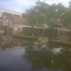 Banjir Selutut, Kantor PLN di Pluit Dipenuhi Ikan