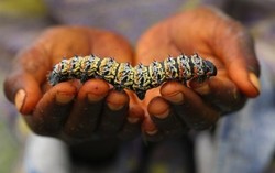 Nyam-nyam, Gurihnya Cacing Mopane yang Kaya Protein Ini