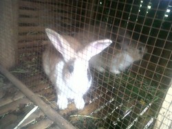 Peluang, 1 Liter Air Kencing Kelinci Laku Dijual Rp 20.000