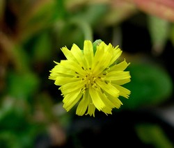Flower of Wild Plant
