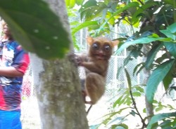 Mengintip Lucunya Primata Terkecil di Dunia di Belitung