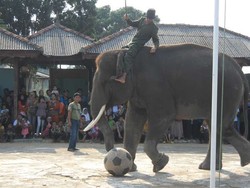 Priiitt! Lucunya Gajah-gajah Way Kambas Bermain Bola