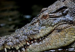 Mancing di Perairan Australia, Turis Hampir Dimakan Buaya