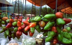 Cabai Gendot, si Super Pedas dari Dataran Tinggi Dieng