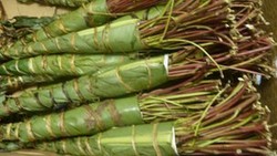 Chatinone Dianggap Obat Terlarang di Sejumlah Negara