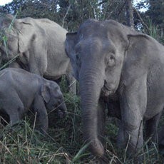 Duh! 10 Gajah Kerdil Langka Mati Misterius di Malaysia