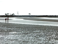 Laut Seperti Mengering di Pantai Pasir Padi, Bangka