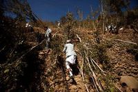 Dari Herbal Kunyah Inilah, Narkoba Jenis Chatinone Berasal
