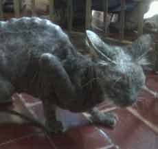 Sebelum Kucing Pesugihan Tertangkap, Uang Warga Dikabarkan Sering Raib