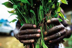 Chatinone Ada di UU Narkotika, Pengedar Bisa Diancam Hukuman Mati