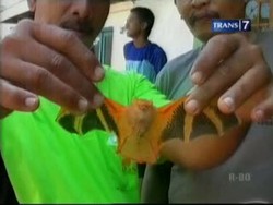 Makhluk-makhluk Gaib Pencuri Harta Benda