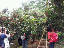 Yuk! Ikut Pesta Rambutan di Mekarsari