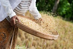 Makan Nasi Merah, Seberapa Ampuh Turunkan Berat Badan?