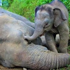 Sedih! Ditinggal Mati Induknya, Nasib Bayi Gajah Kerdil Memprihatinkan