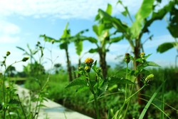 Cuaca Segar di Pagi Hari