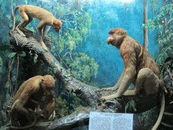 Museum Zoologi, Hutan Rimba Ala Bogor