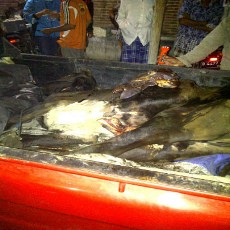 2012, RPH Situbondo Gagalkan Penjualan Bangkai Daging Sapi 4 Kali 