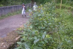Tumbuhan Mirip Ghat Chatinone Tumbuh Subur di Puncak 