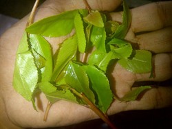 BNN Teliti Tanaman Mirip Ghat Chatinone yang Tumbuh Subur di Puncak