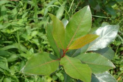 Tanaman Mirip Ghat Chatinone 2 Ha di Baturaden Digaris Polisi