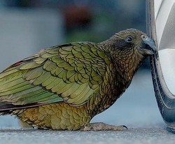 Burung Kakatua Curi Uang Wisatawan 1.000 Dollar