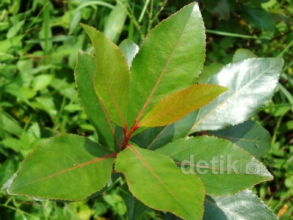 Tanaman Mirip Ghat Chatinone Ditemukan di Banyumas