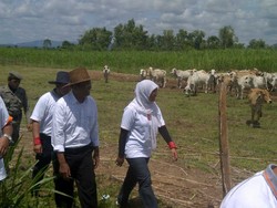 Dahlan Iskan: Mendengar RI Impor 350 Ribu Sapi, Saya Tersinggung