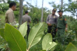BNN Duga Tanaman Mirip Ghat Chatinone Masih Banyak Tumbuh di Indonesia