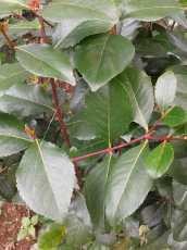 BNN Usul Ghat Cathinone di Puncak Diganti Tanaman Lain