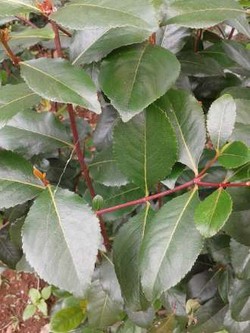 BNN Datangi Rumah Warga yang Tanam Ghat Cathinone di Puncak