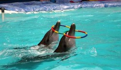 Menhut: Saya Bertanggung Jawab Jika Masih Ada Sirkus Lumba-lumba