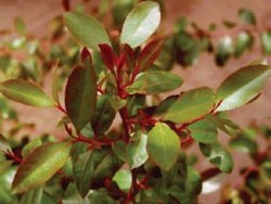 Biar Kuat Nyetir, Sopir di Afrika dan Timur Tengah Biasa Ngunyah Ghat