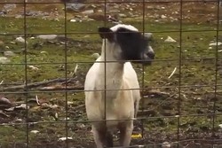 Kambing Menang Lomba Teriak Berhadiah Liburan ke Norwegia