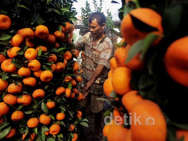 Jeruk Imlek Banjir Pesanan