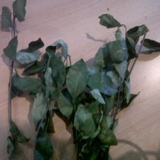 Satu Kantong Daun Ghat Chatinone Dibanderol Rp 300 Ribu