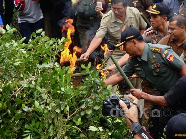 Ladang Chatinone di Baturaden Dimusnahkan