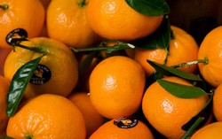 Jeruk Mandarin Lambang Keberuntungan Wajib Ada Saat Imlek