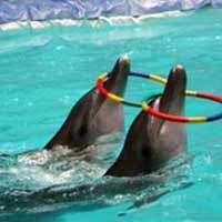 Direktur TSI: Lumba-lumba di TSI Prigen Diperlakukan Sesuai Standar Konservasi