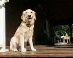 Jual Rumah dengan Hewan sebagai Bintang Iklan Kini Jadi Tren