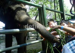 Tak Ada Izin Pemeliharaan, 3 Gajah Disita dari Taman Waduk Gajah Mungkur